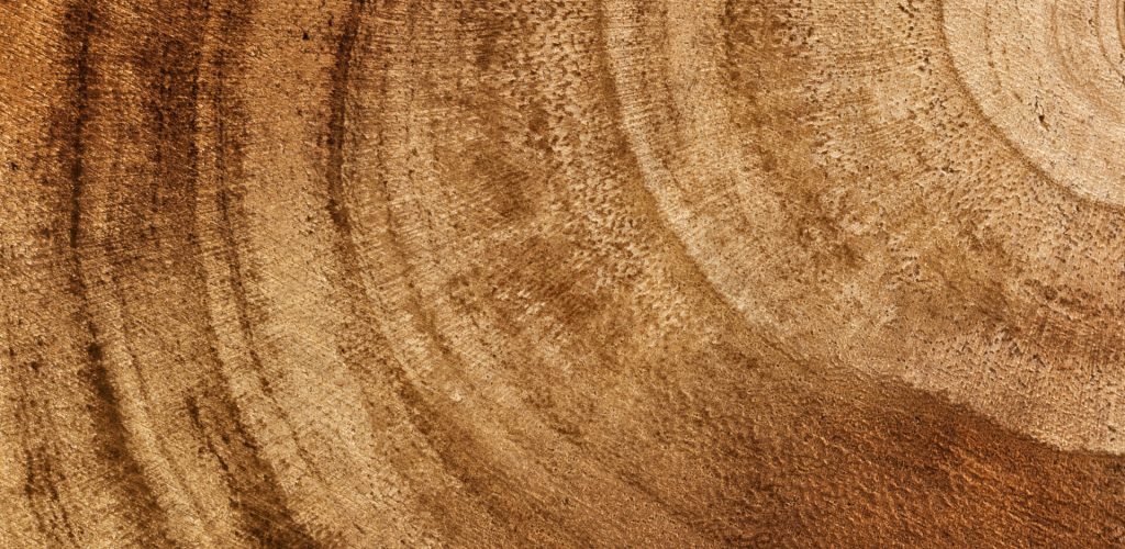 Wooden detailed texture of cut tree trunk or stump, closeup. Tree trunk cross section. Top view, macro, close up